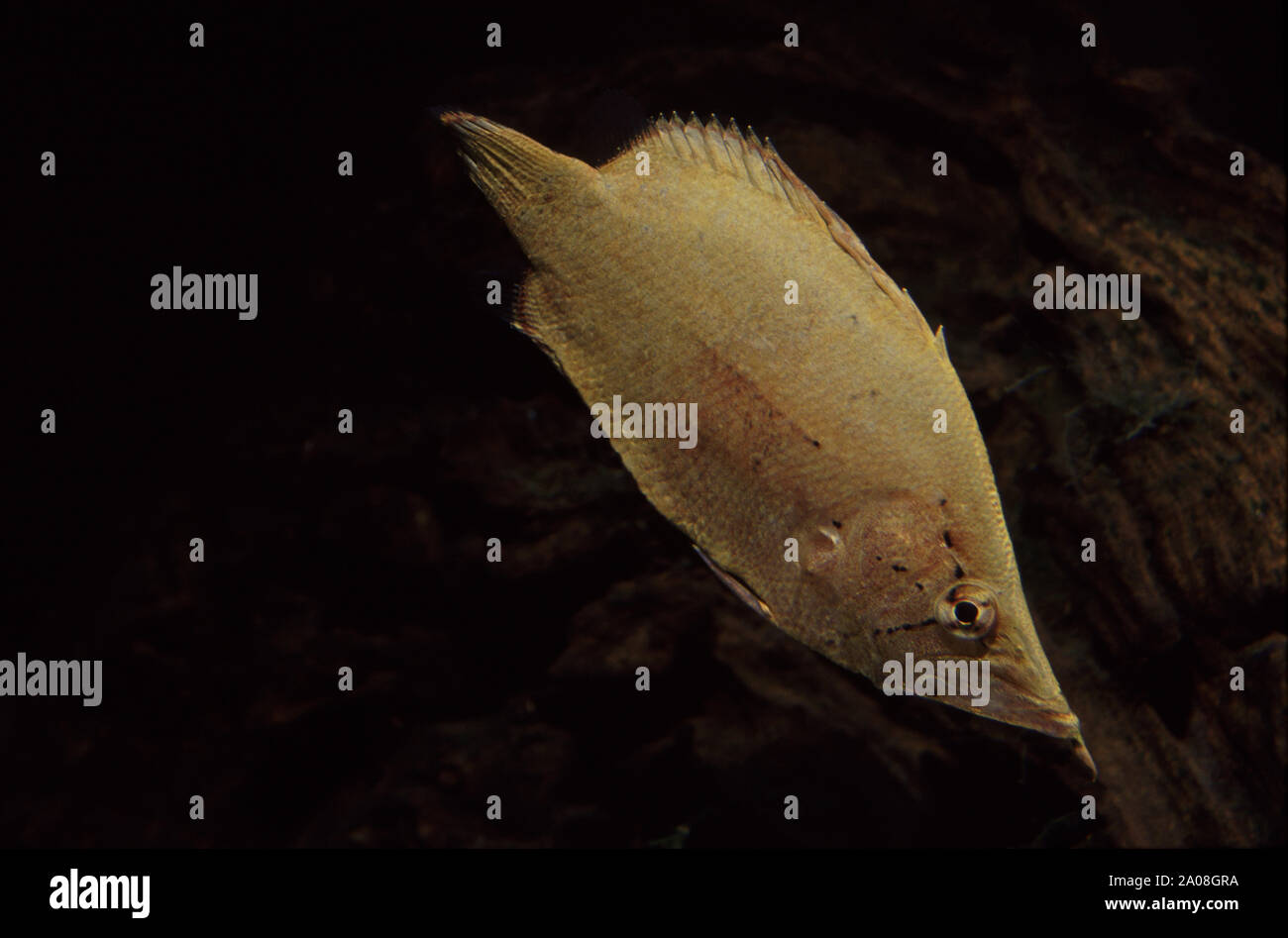 Amazon leaf fish, Monocirrhus polyacanthus Stock Photo
