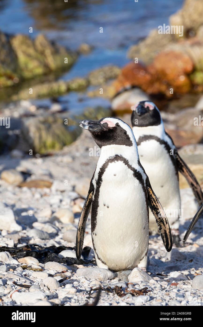 African Penguins (Spheniscus demersus) Stony Point Nature Reserve, Betty's Bay, Western Cape, South Africa, Vulnerable Species. Jackass Penguin Stock Photo