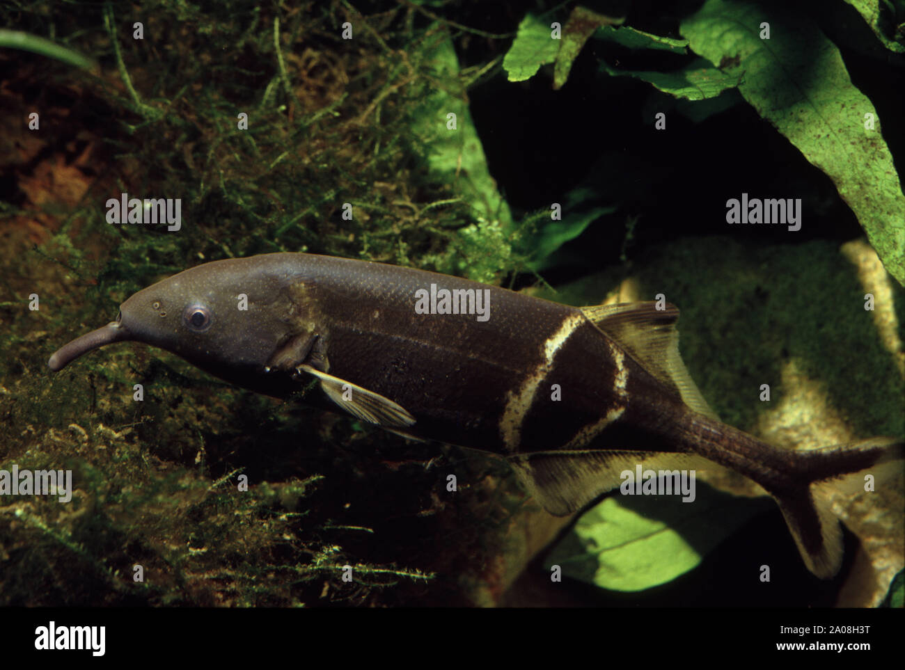 Peters's elephantnose fish, Gnathonemus petersii Stock Photo