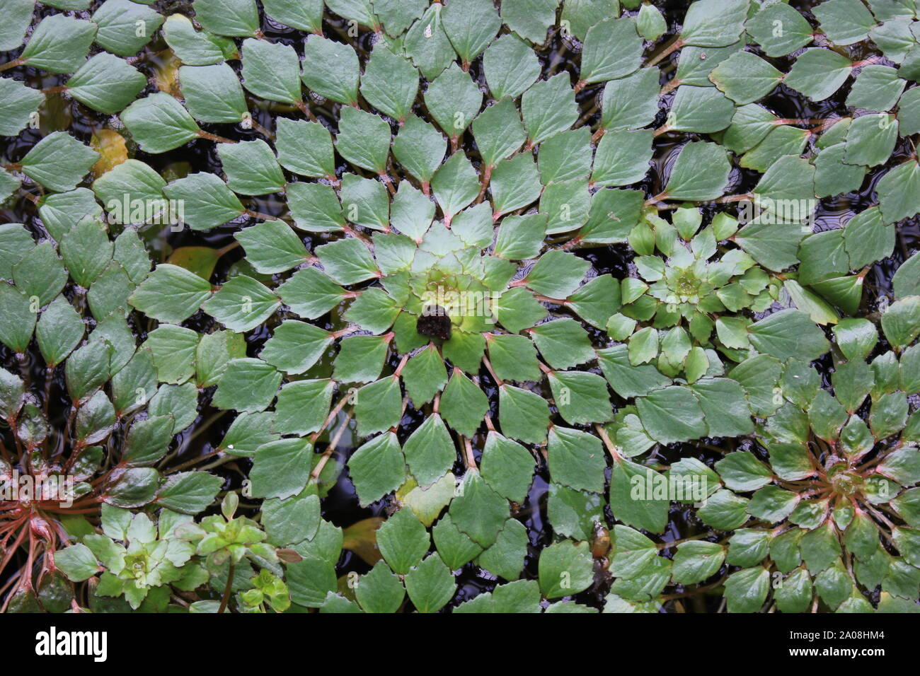 Beautiful green mosaic water plant blossom, Fittonia albivenis, Ludwigia sedioides Stock Photo
