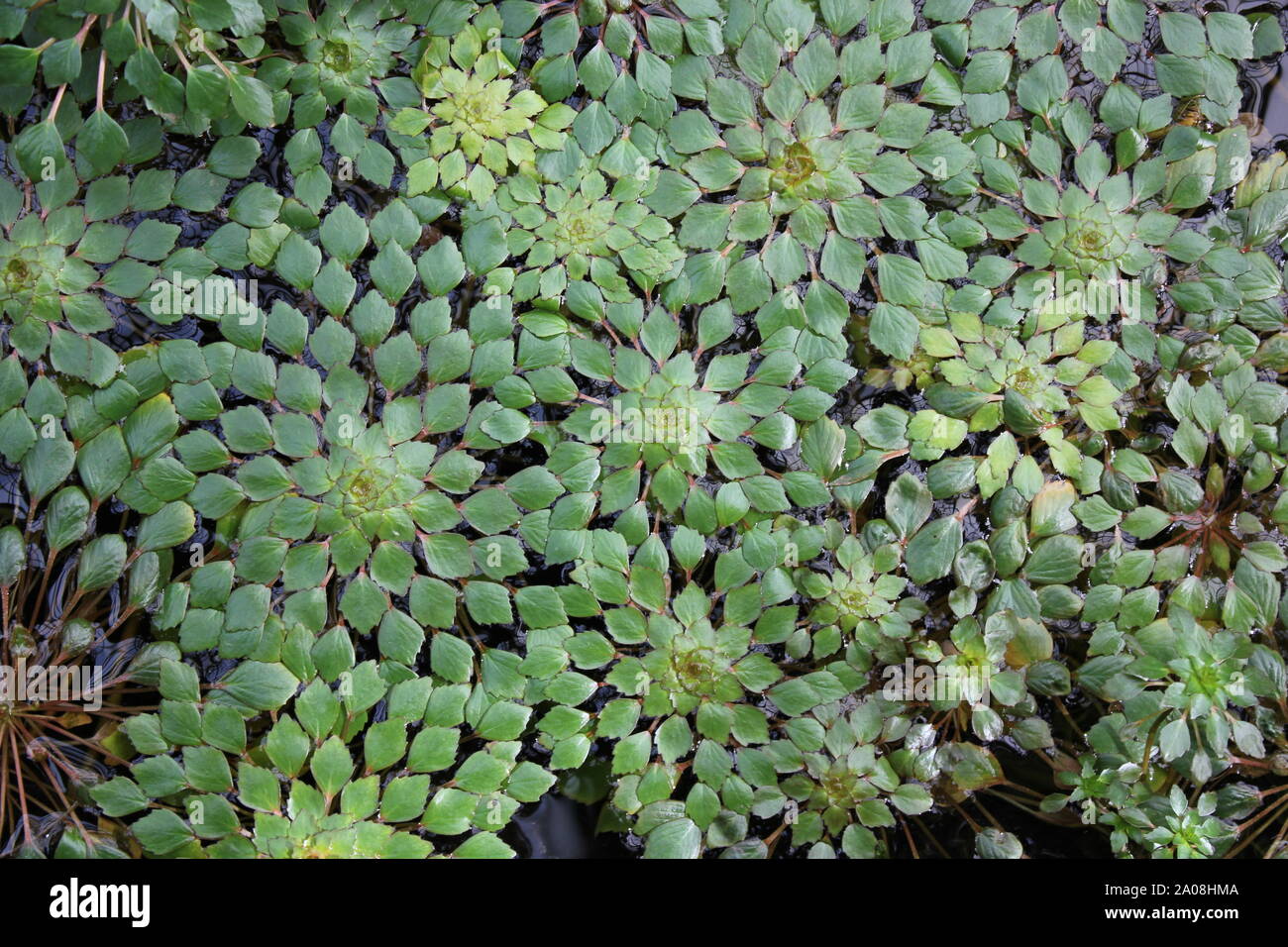 Beautiful green mosaic water plant blossom, Fittonia albivenis, Ludwigia sedioides Stock Photo