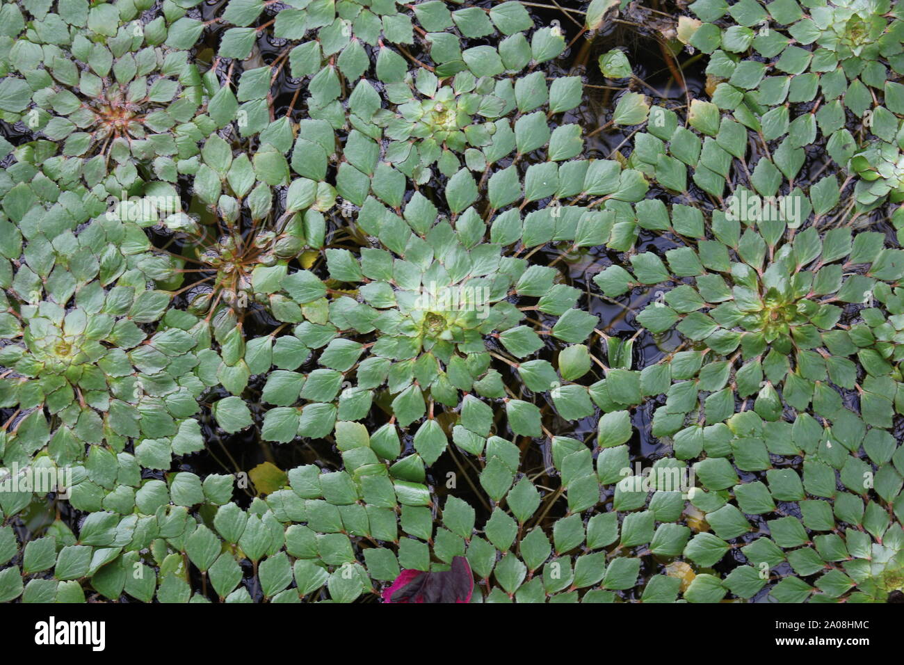 Beautiful green mosaic water plant blossom, Fittonia albivenis, Ludwigia sedioides Stock Photo