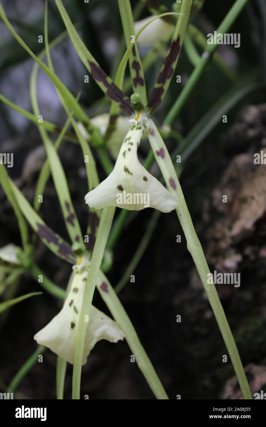 Beautiful king orchid, spider orchid, Caladenia decora, Esperance king spider orchid Stock Photo