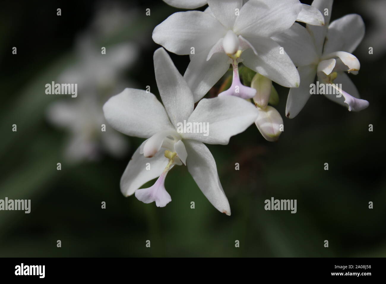 Beautiful Philippine ground orchid, Spathoglottis plicata, Bletia angustifolia, Paxtonia rosea Stock Photo