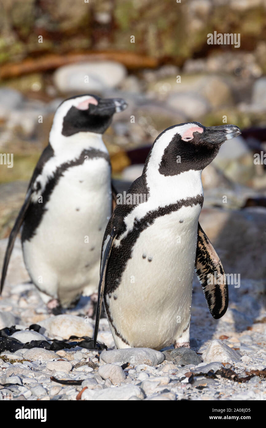 African Penguins (Spheniscus demersus) Stony Point Nature Reserve, Betty's Bay, Western Cape, South Africa, Vulnerable Species. Jackass Penguin Stock Photo