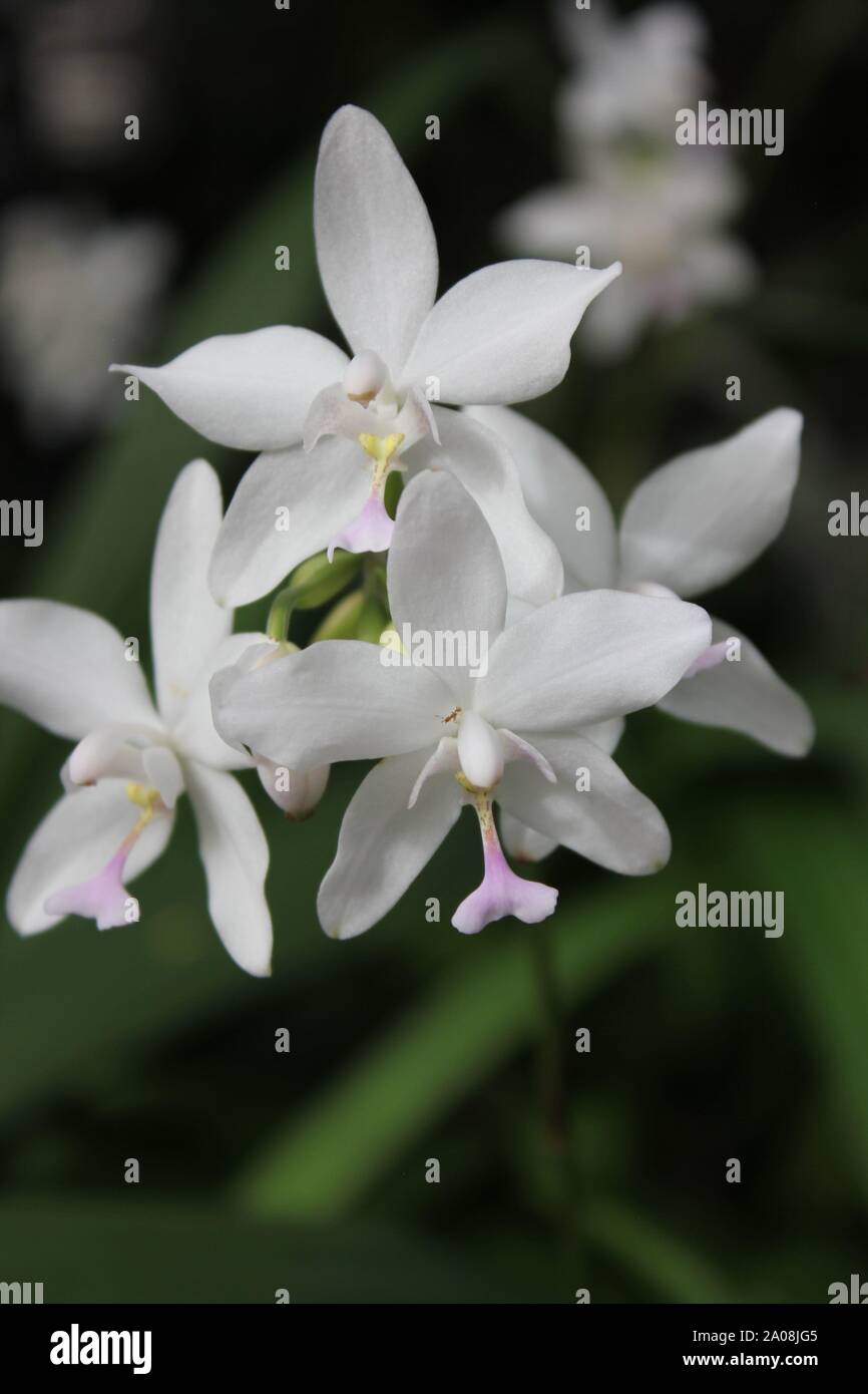Beautiful Philippine ground orchid, Spathoglottis plicata, Bletia angustifolia, Paxtonia rosea Stock Photo