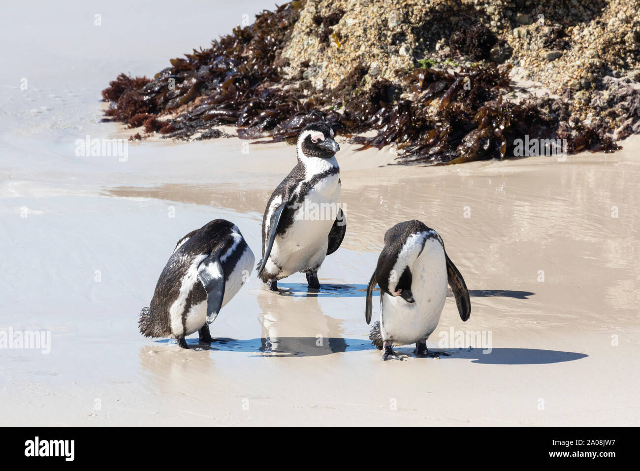 African Penguins Jackass Penguin, (Spheniscus demersus) Boulders Beach, Simonstown, Cape Town, South Africa. Vulnerable species population declining Stock Photo