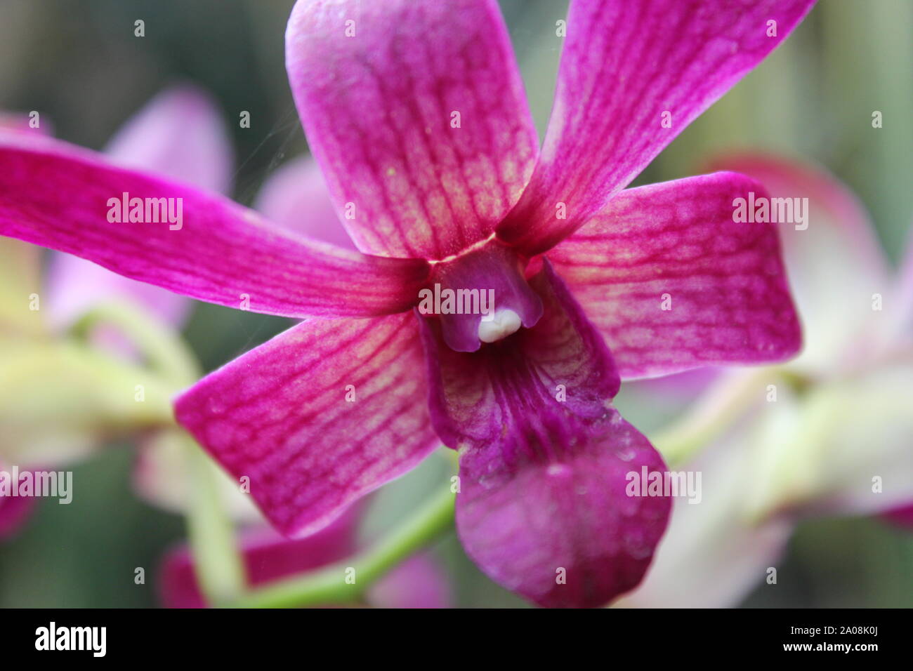 Beautiful pink miltassia orchid blossom Stock Photo