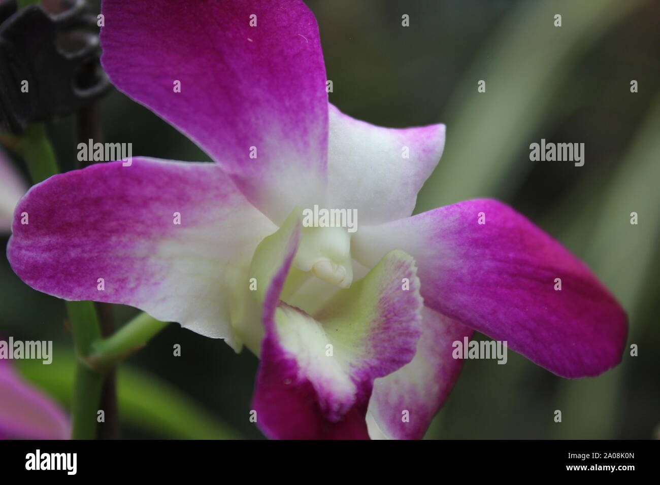Beautiful pink miltassia orchid blossom Stock Photo