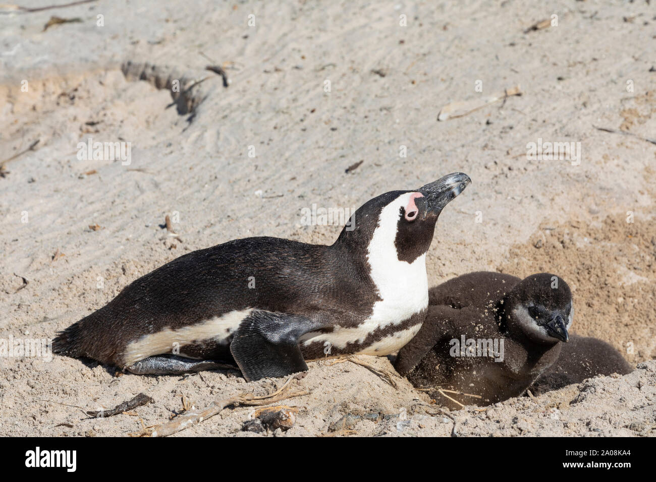 African Penguins Jackass Penguin, (Spheniscus demersus) Boulders Beach, Simonstown, Cape Town, South Africa. Adult with chick on nest. Vulnerable spec Stock Photo