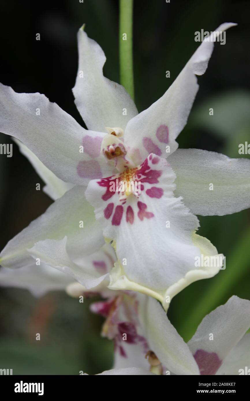 Beautiful pink white and green zygopetalum orchid blossom Stock Photo