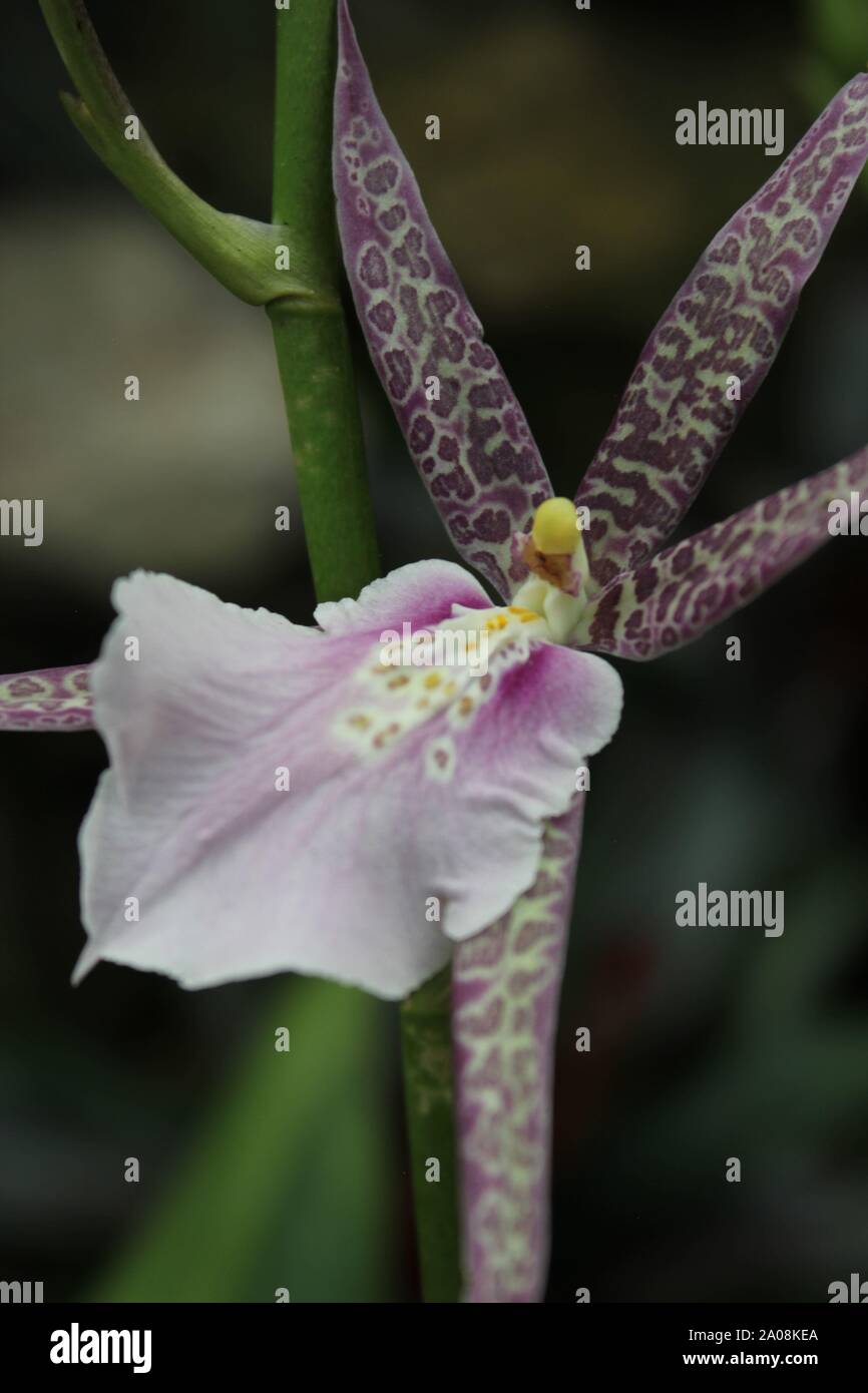 Beautiful Miltassia spider and king orchid blossom Stock Photo
