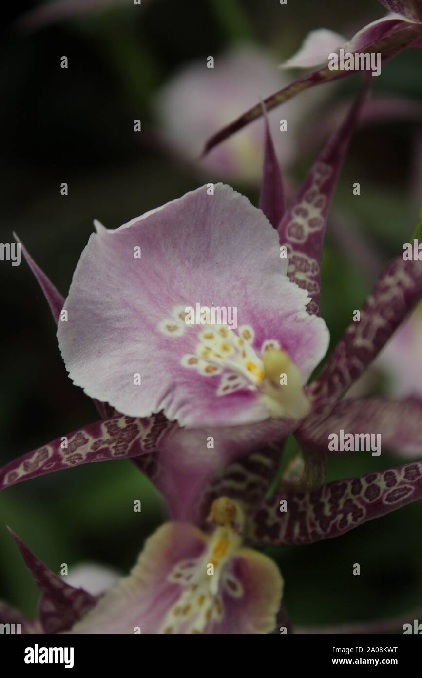 Beautiful Miltassia spider and king orchid blossom Stock Photo