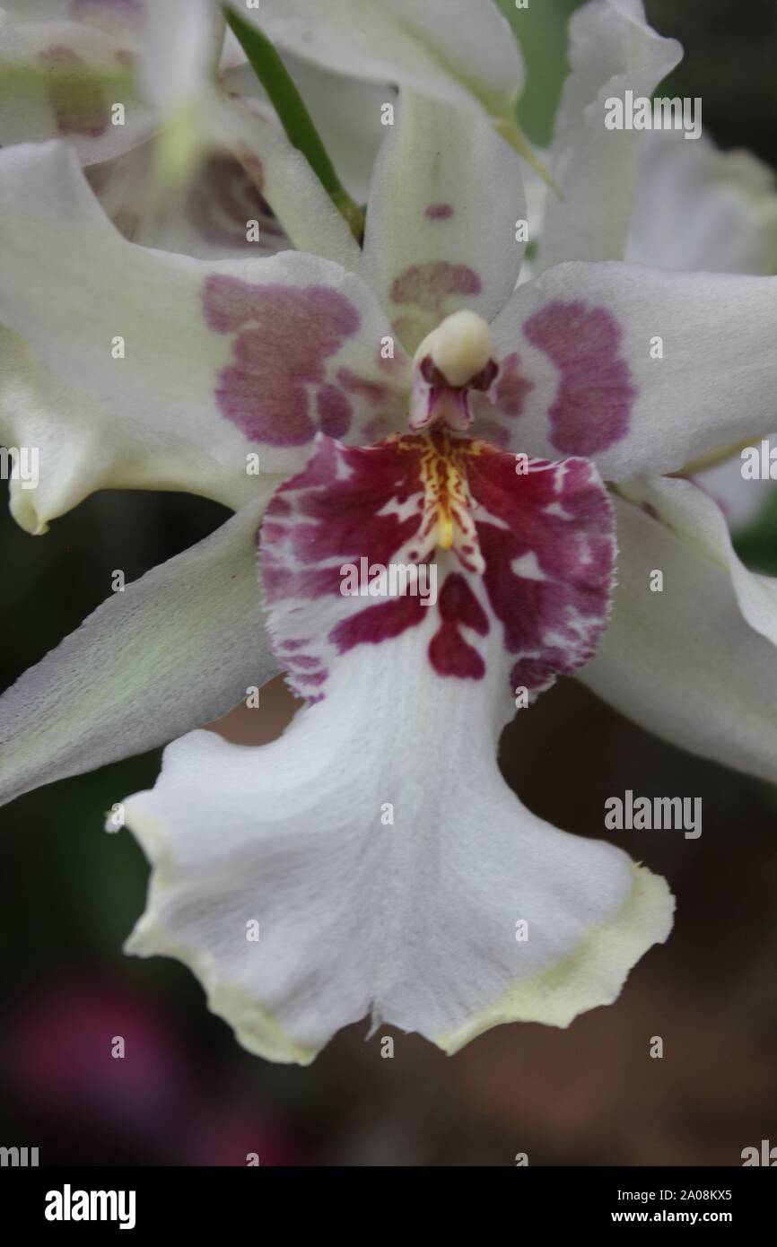 Beautiful pink white and green zygopetalum orchid blossom Stock Photo