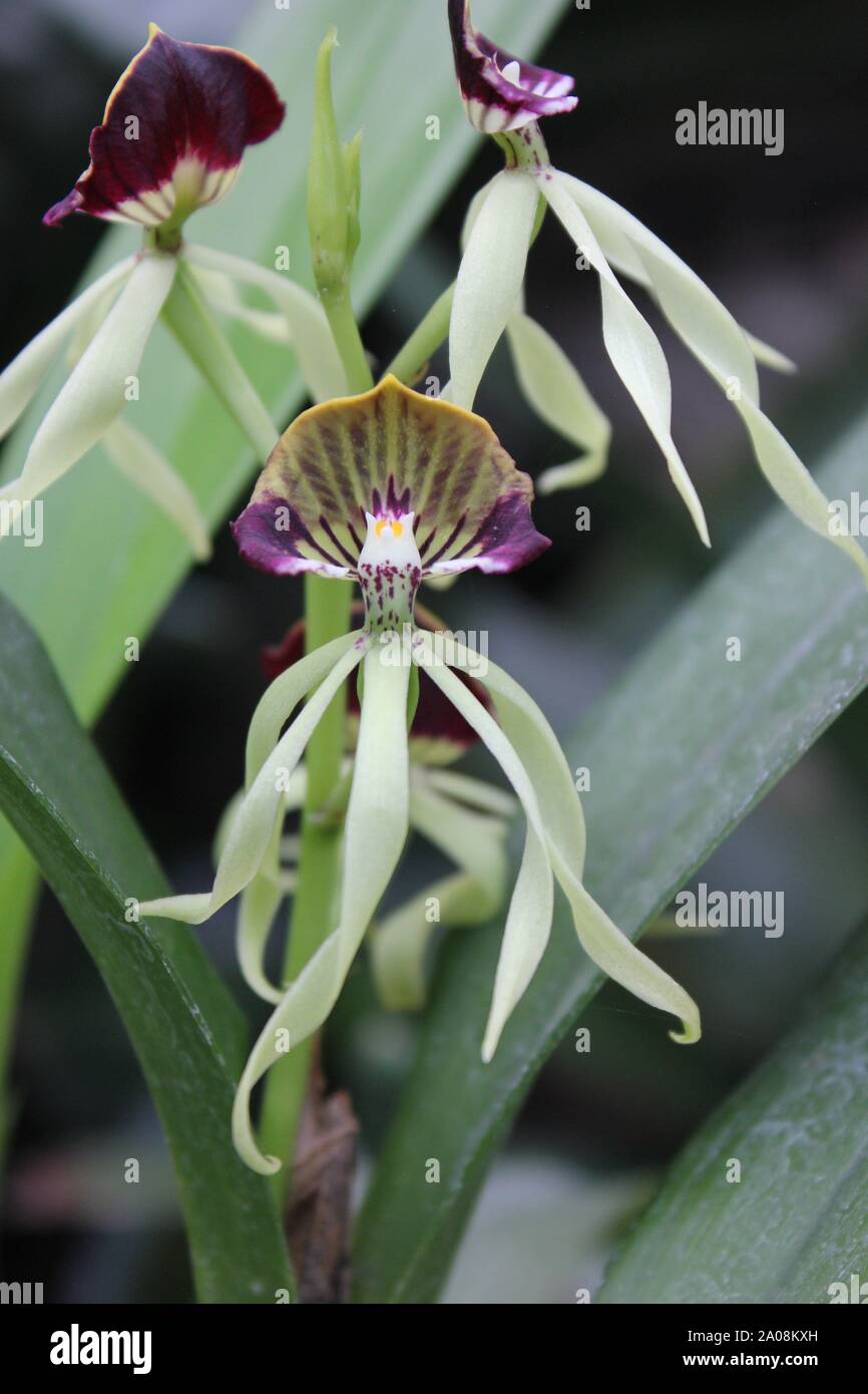 Beautiful cockle orchid, Prosthechea cochleata, Encyclia cochleata blossom Stock Photo