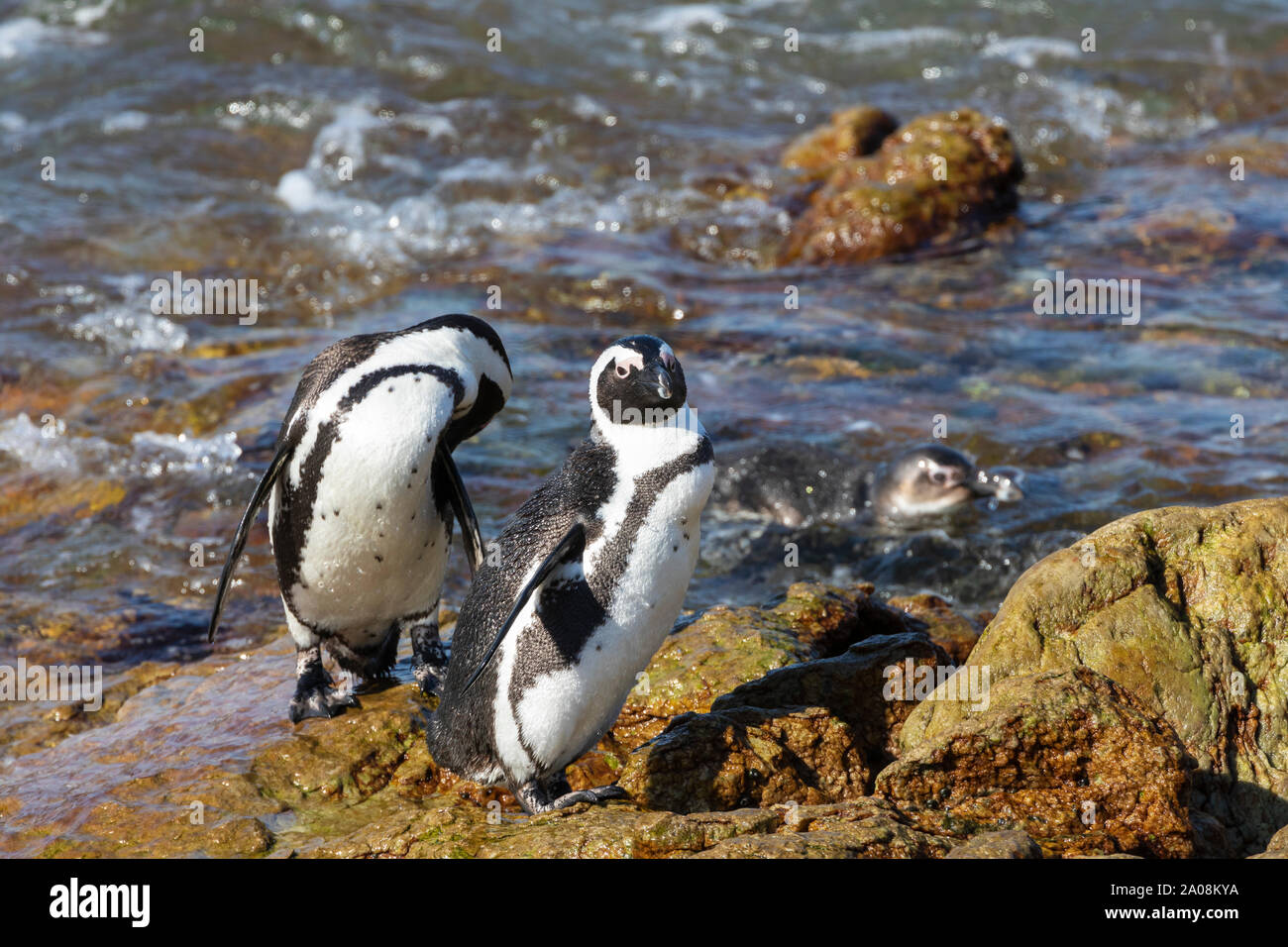 African Penguins (Spheniscus demersus) Stony Point Nature Reserve, Betty's Bay, Western Cape, South Africa, Vulnerable Species. Jackass Penguin Stock Photo