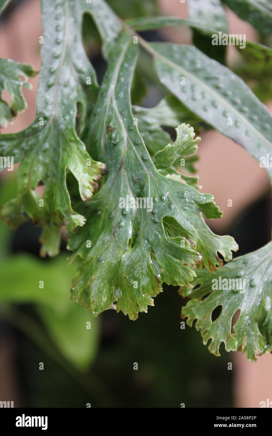 Beautiful hyper rare falax fern plant, Polypodium attenuatum, Polypodiaceae. Stock Photo