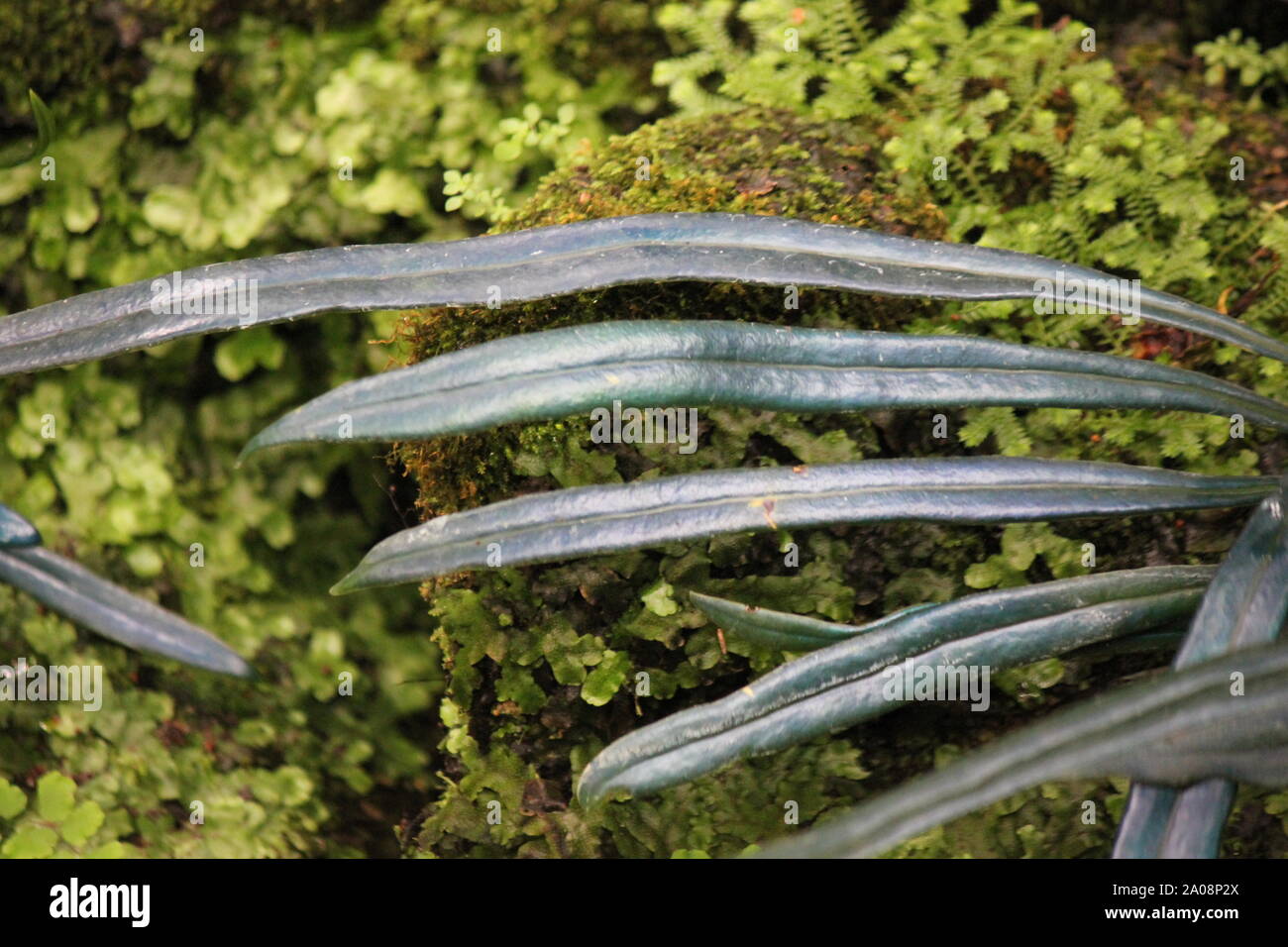 Very rare and unusual blue fern, oil fern, microsorum steerii, Microsorum thailandicum, Blue Strap Fern, Cobalt Fern, Scarab Fern, often seen in a nig Stock Photo