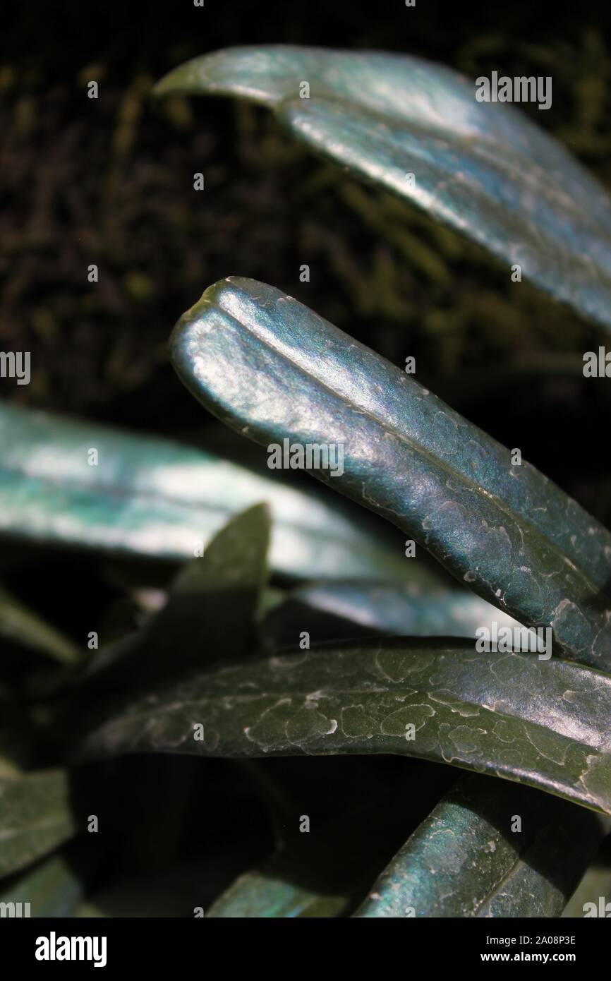 Very rare and unusual blue fern, oil fern, microsorum steerii, Microsorum thailandicum, Blue Strap Fern, Cobalt Fern, Scarab Fern, often seen in a nig Stock Photo