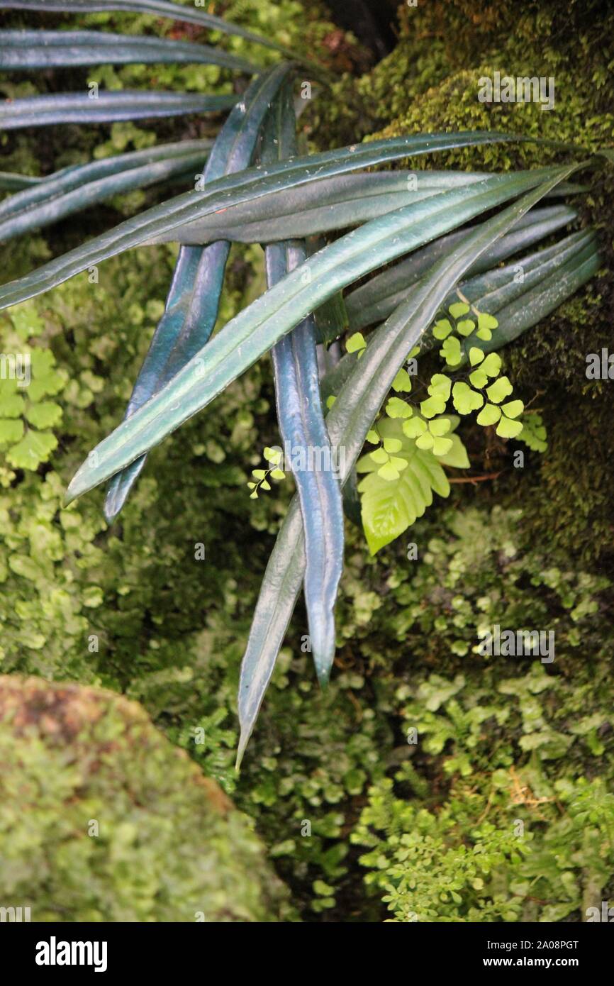 Very rare and unusual blue fern, oil fern, microsorum steerii, Microsorum thailandicum, Blue Strap Fern, Cobalt Fern, Scarab Fern, often seen in a nig Stock Photo