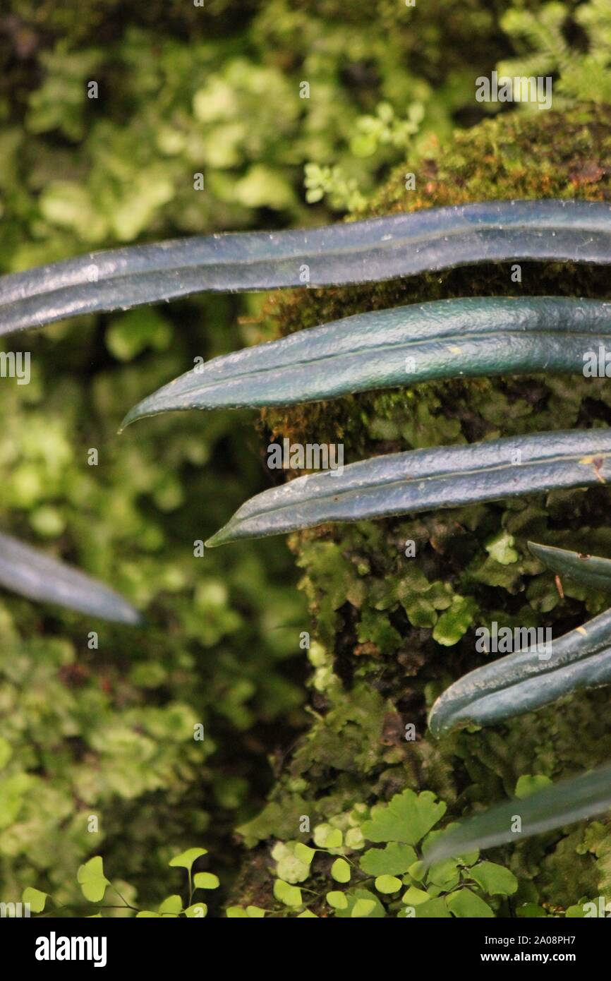 Very rare and unusual blue fern, oil fern, microsorum steerii, Microsorum thailandicum, Blue Strap Fern, Cobalt Fern, Scarab Fern, often seen in a nig Stock Photo