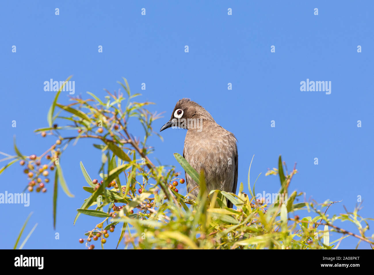 Cape Bulbul (Pycnonotus capensis) foraging for berries on a Karee Tree (Searsia lancea)  in winter, Western Cape, South Africa Stock Photo
