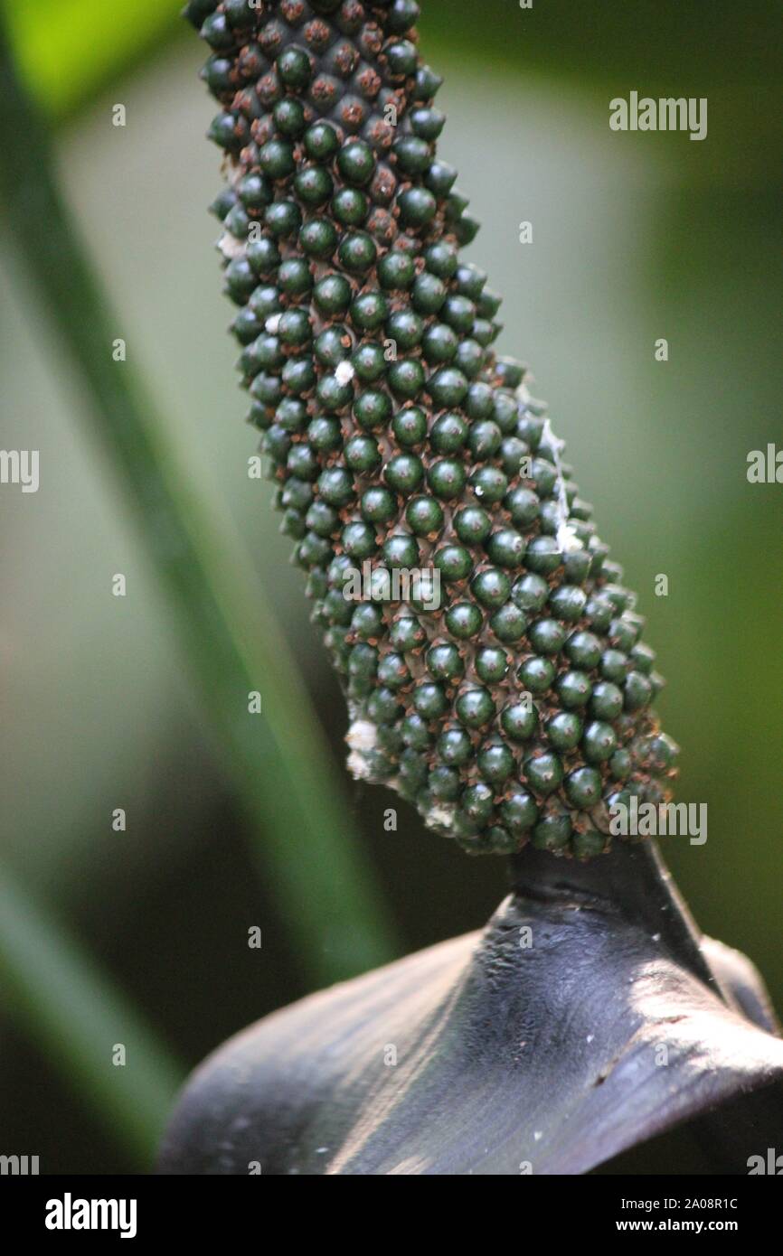 where do you buy aloe vera plant Aloe Vera – Vandermeer Nursery Ltd main image 1