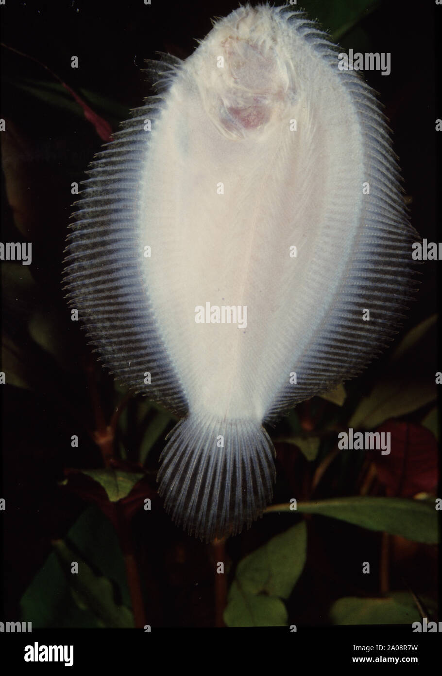 Ventral view of a freshwater sole, Achirus sp. Stock Photo