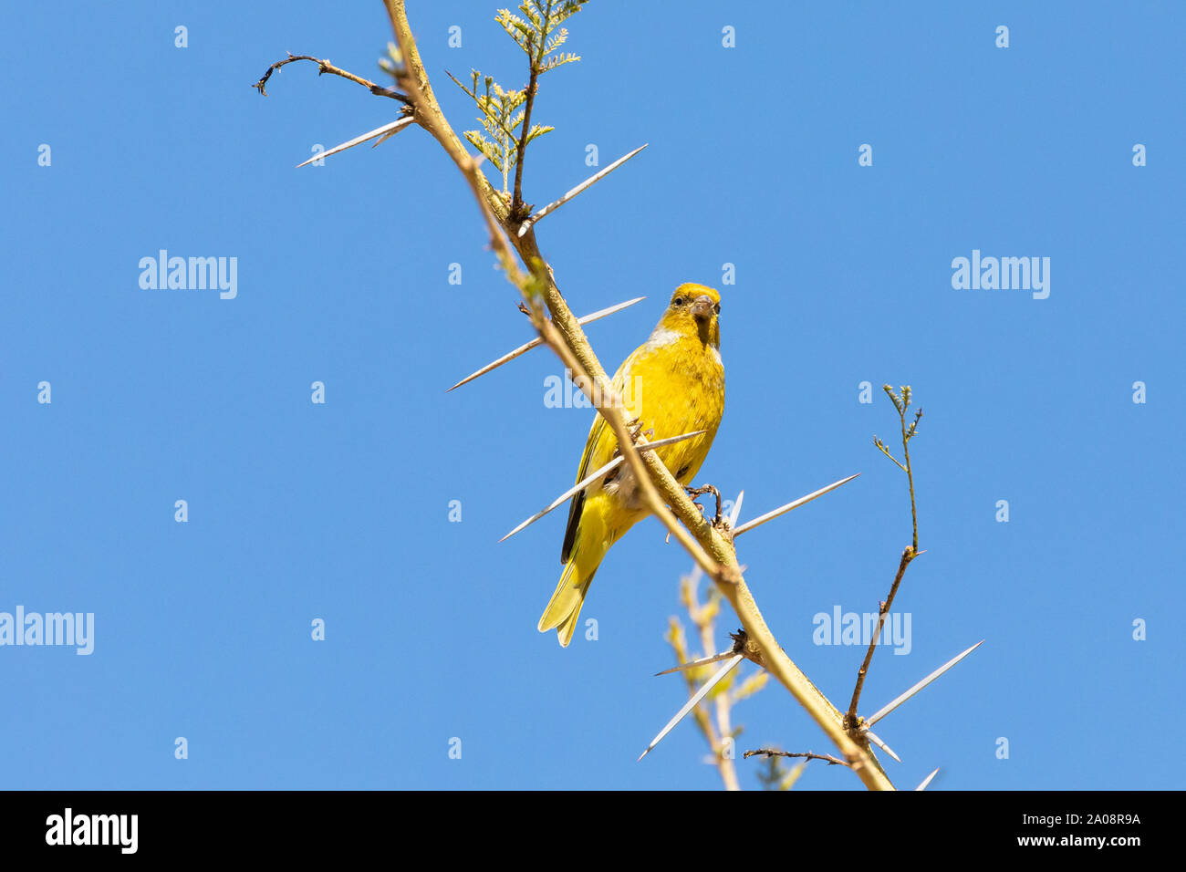 Yellow Cape Canary (Serinus canicollis) perched on a Fever Tree or Acacia Thorn Tree in winter, Western Cape, South Africa Stock Photo