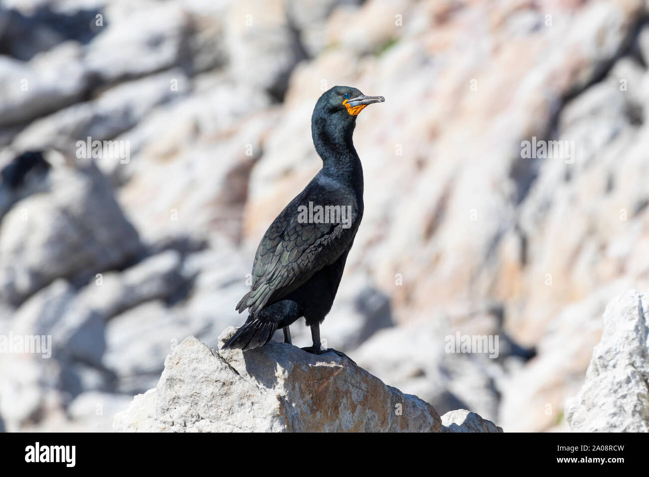 Cape Cormorant or Cape Shag (Phalacrocorax capensis) Stony Point Nature Reserve, Betty's Bay,  Western Cape, South Africa. Near Threatened  endemic sp Stock Photo