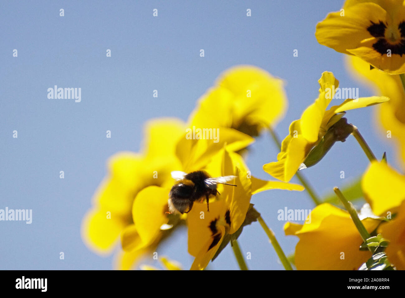 Bumble Bee Flying over Yellow Pansy Flowers with blue sky background on sunny summers day Stock Photo