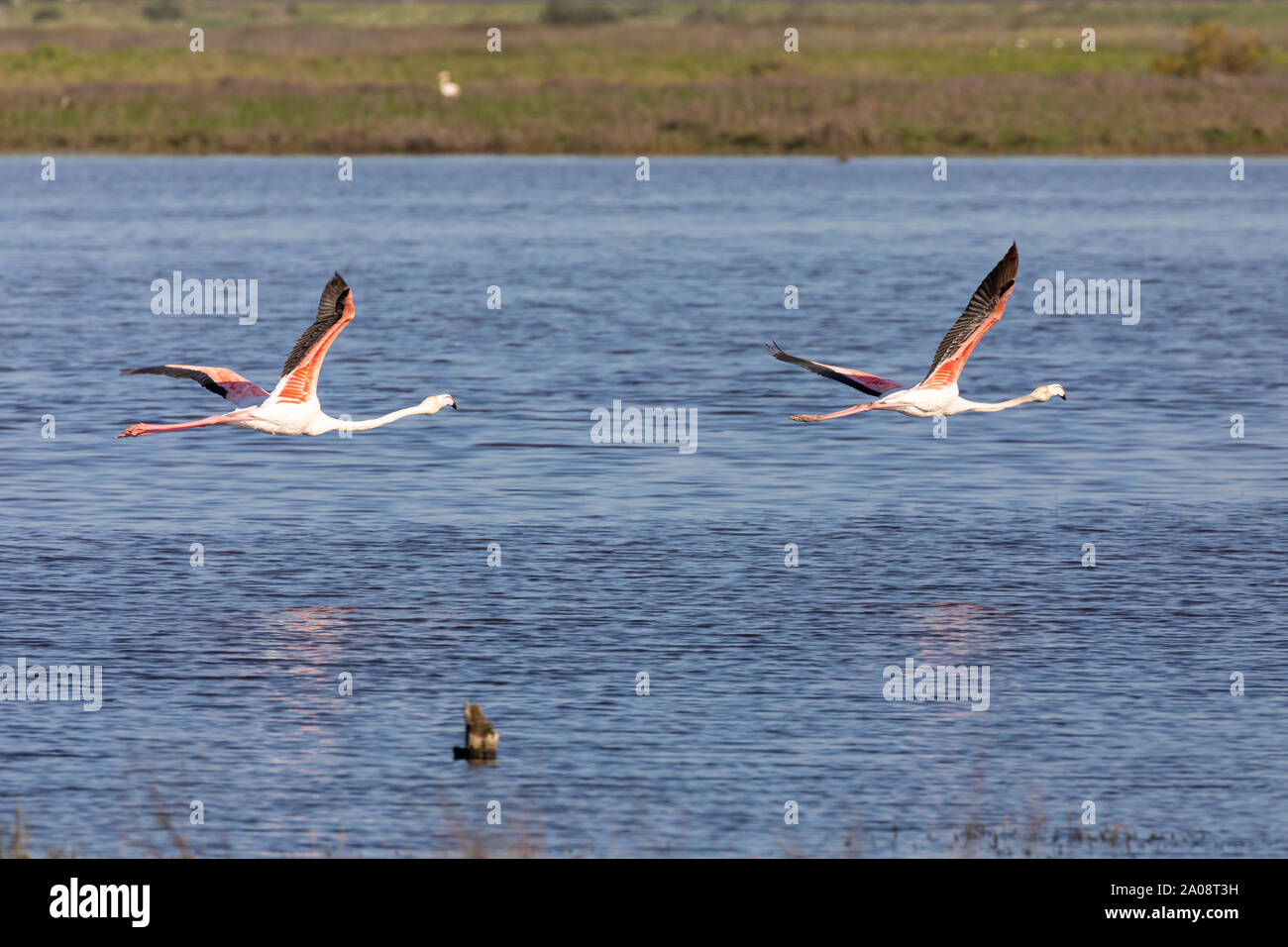 Two Greater Flamingoes,  (Phoenicopterus roseus) flying over Rietvlei Wetlands Reserve, Table Bay Nature Reserve, Cape Town, South Africa Stock Photo