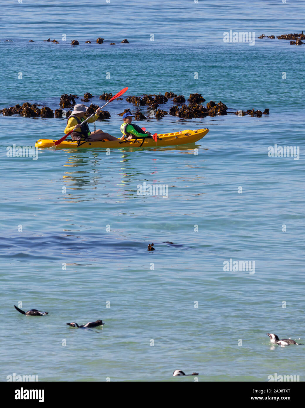 People in kayaks kayaking amongst kelp seaweed viewing the African Penguin (Spheniscus demersus) off Boulders Beach, Simonstown, Cape Town, South Afri Stock Photo