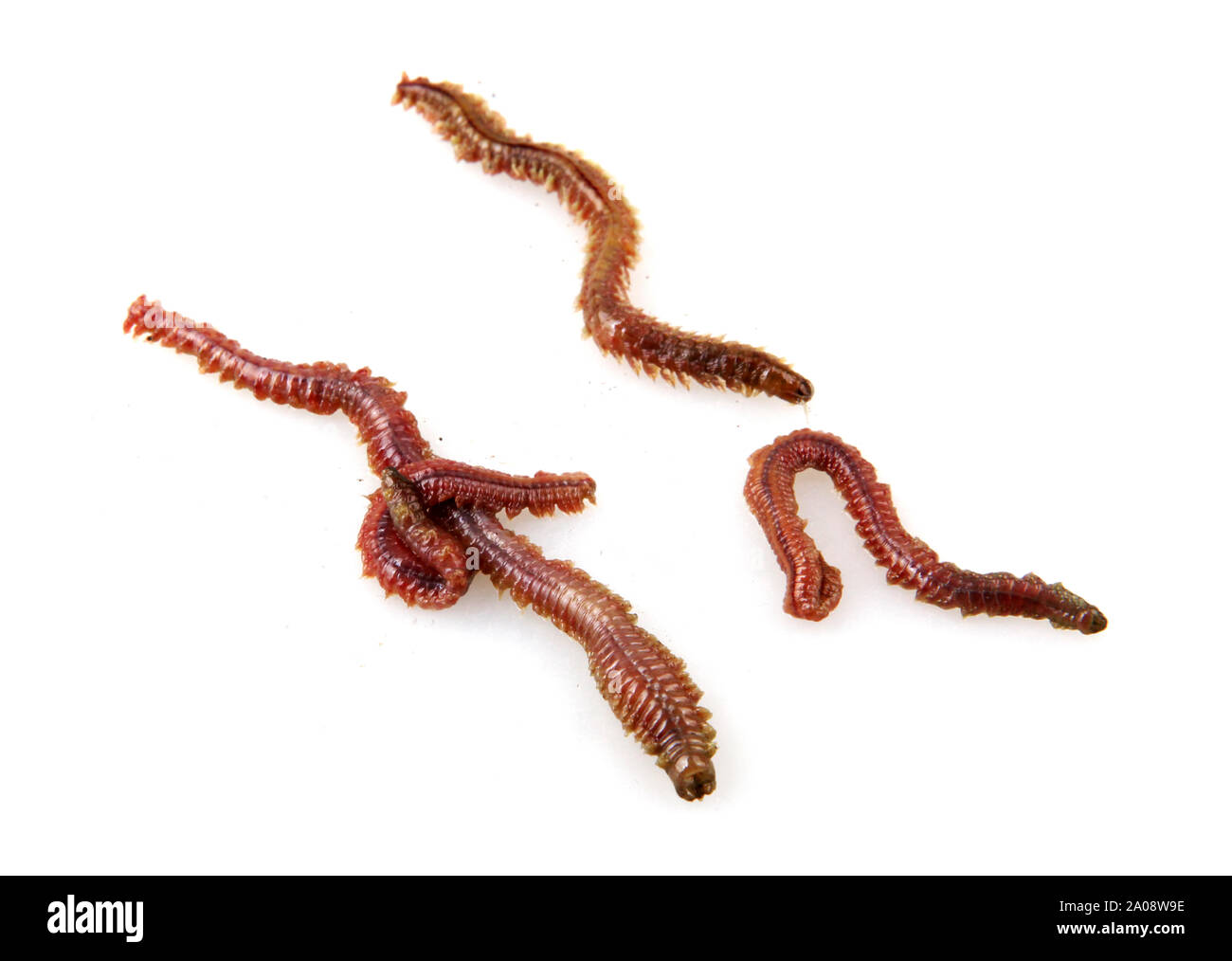 Close-Up Of Clam Worm Against White Background Stock Photo - Alamy