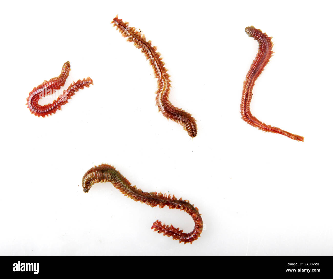 Close-Up Of Clam Worm Against White Background Stock Photo - Alamy