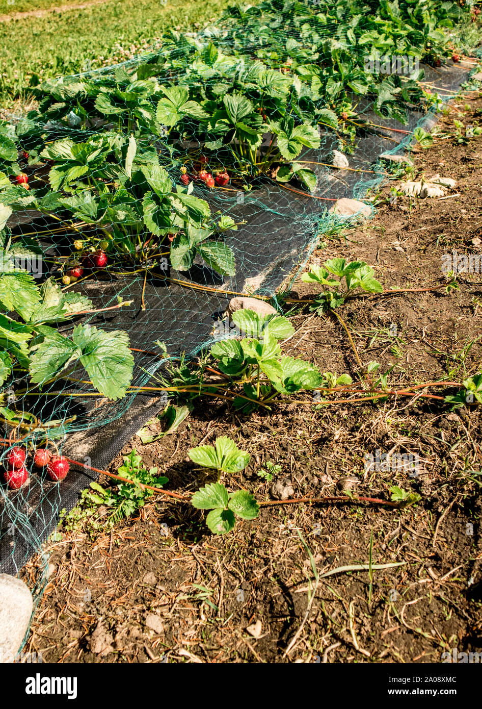 Growing Strawberries, use Straw to protect the fruit. Straw around  Strawberry plants on strawberry field in farm. Harvesting on strawberry  farm Stock Photo - Alamy