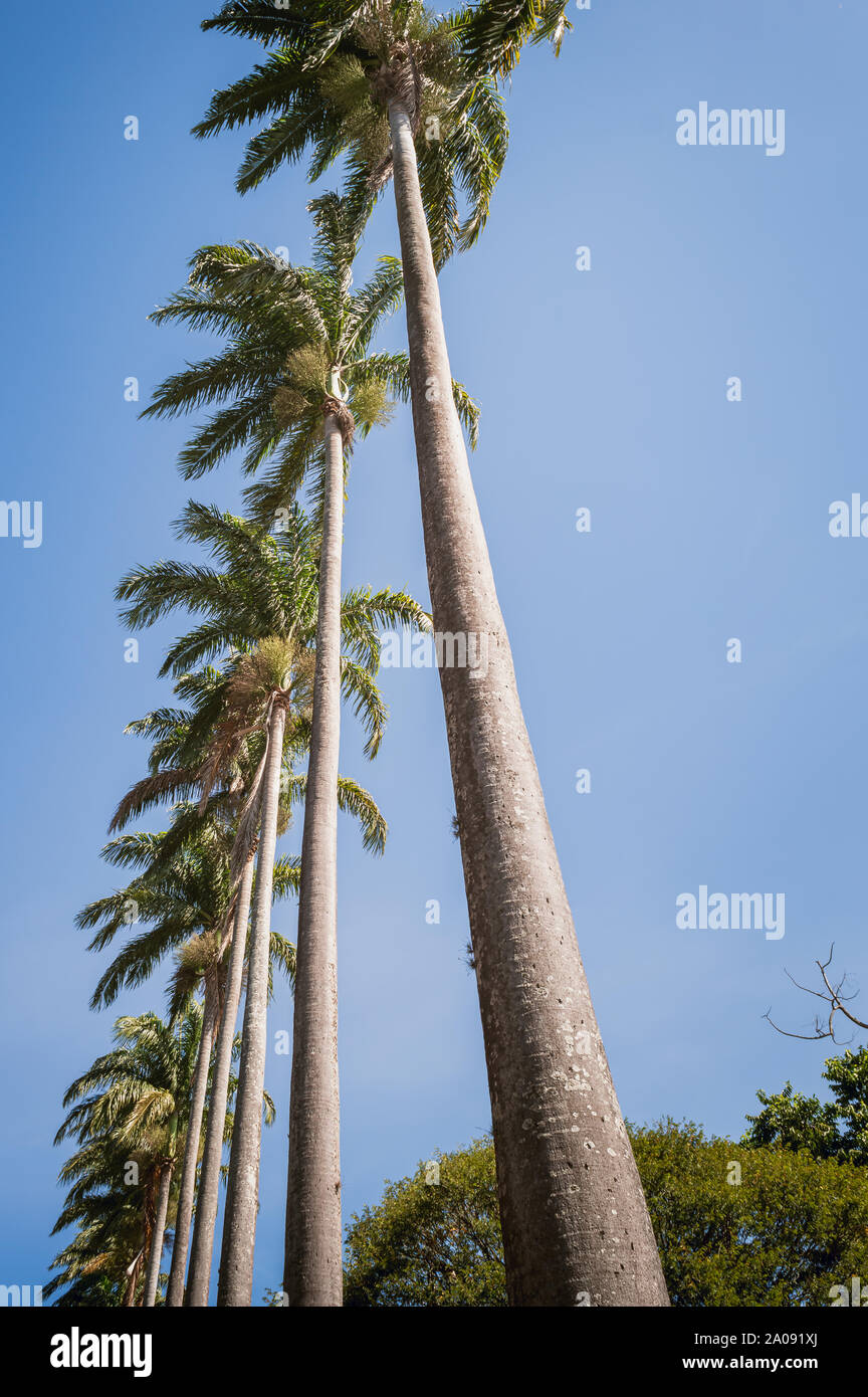 Palm trees seen from low angle against clear blue sky Stock Photo - Alamy
