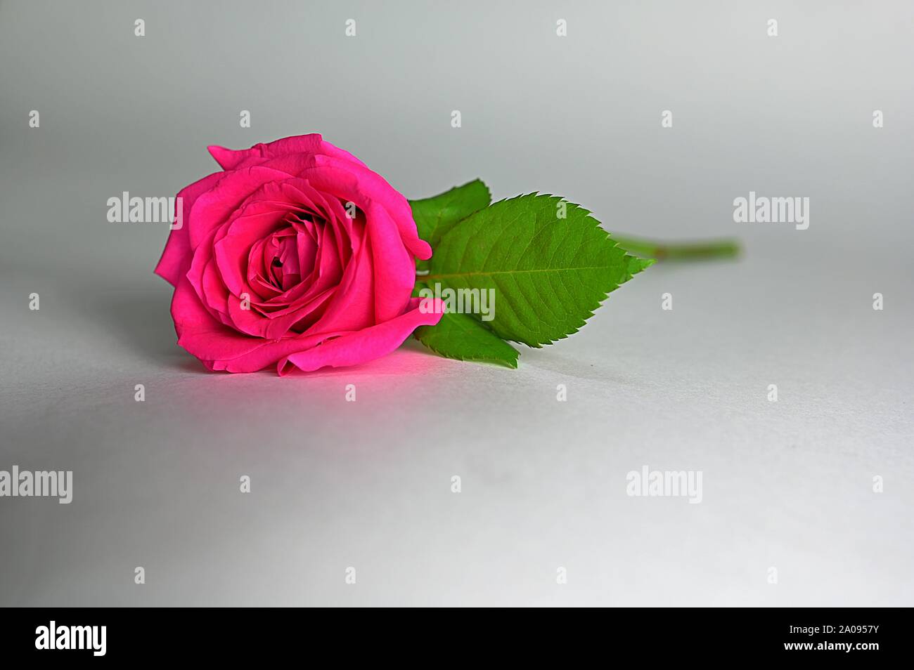 Beautiful Dark pink Rose with Green Leaves in white background Stock Photo  - Alamy