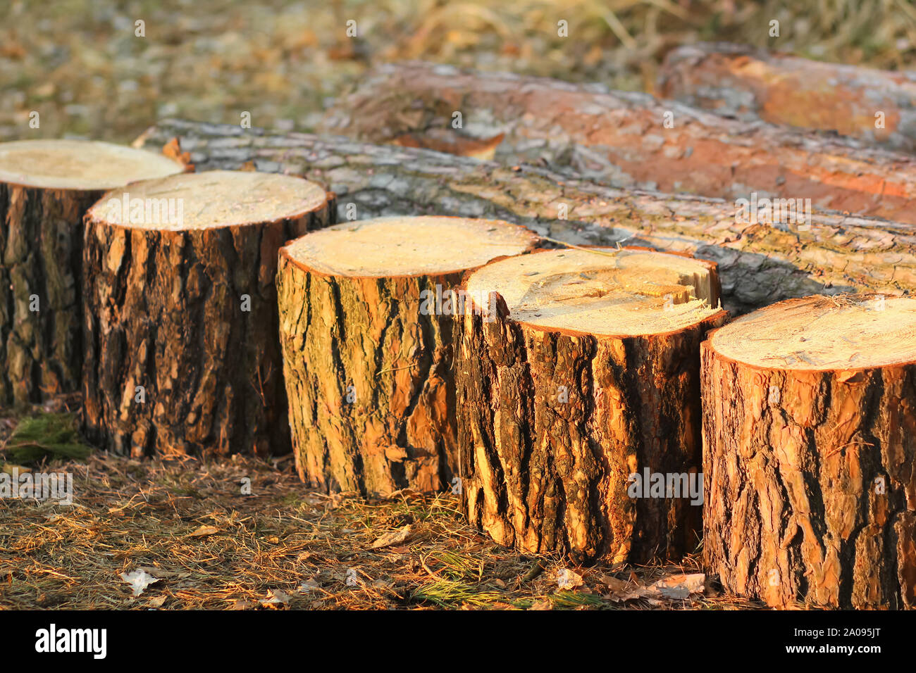 Row of stumps after a freshly cut pine tree, forestry, deforestation problem Stock Photo