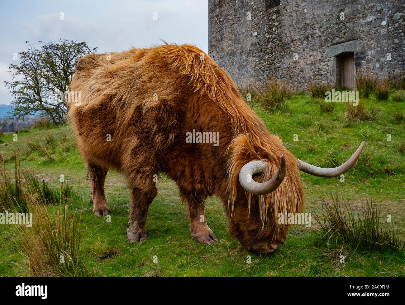 Highland cow on a Scottish meadow Stock Photo - Alamy