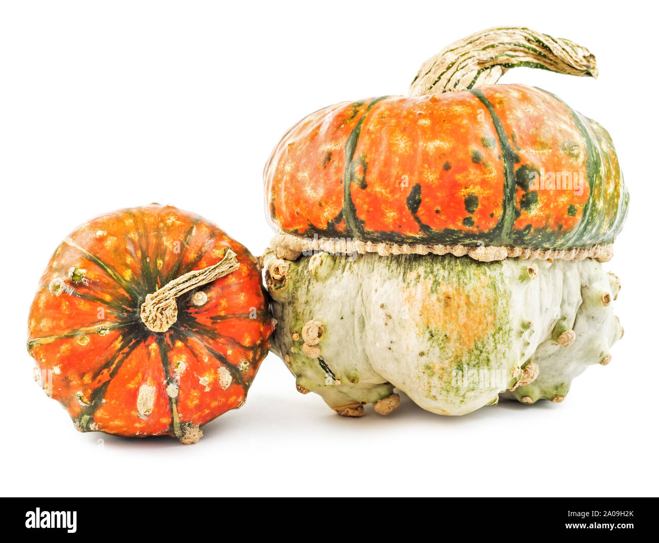 Pair of spooky scary pumpkins isolated on white background Stock Photo ...