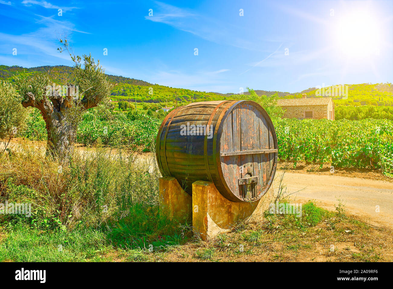 Wine barrel in front of a vineyard of a mediterranean winery. Stock Photo