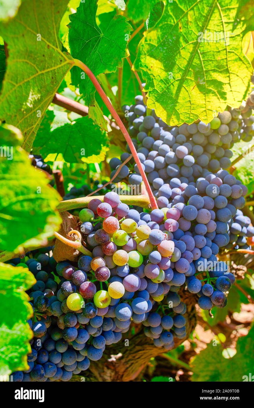 Bunch of Pinot noir grapes in a vineyard. A red wine grape variety of the species Vitis vinifera. Stock Photo