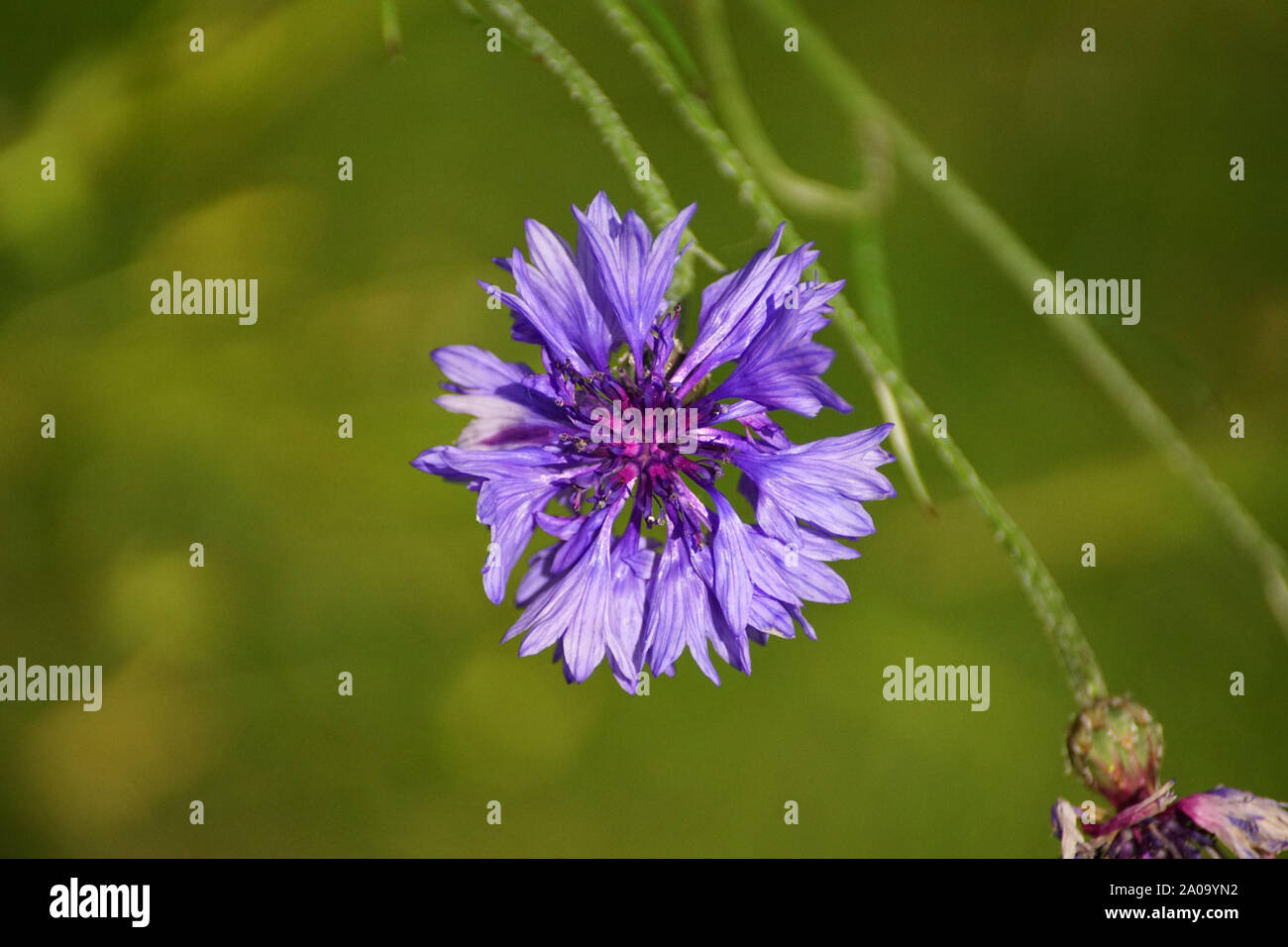 Colourful Wildflower, Colourful Wildflower, Green Background, Blue Flower, Wild Cornflower, Centaurea cyanus Stock Photo