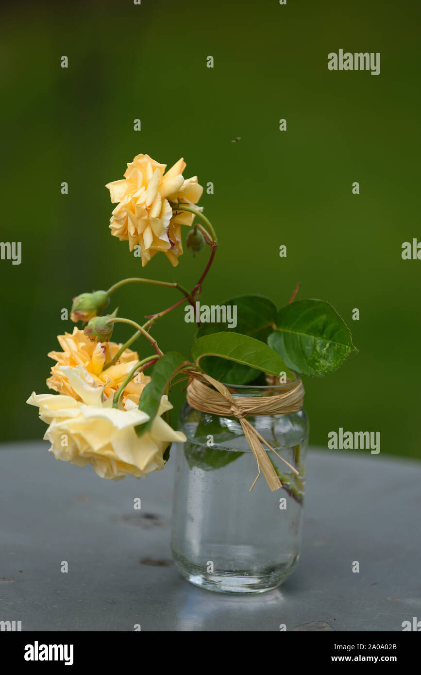 Two roses in a jar; Beauty in simplicity Stock Photo