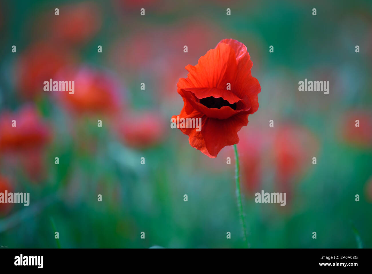 Poppy field france hi-res stock photography and images - Alamy