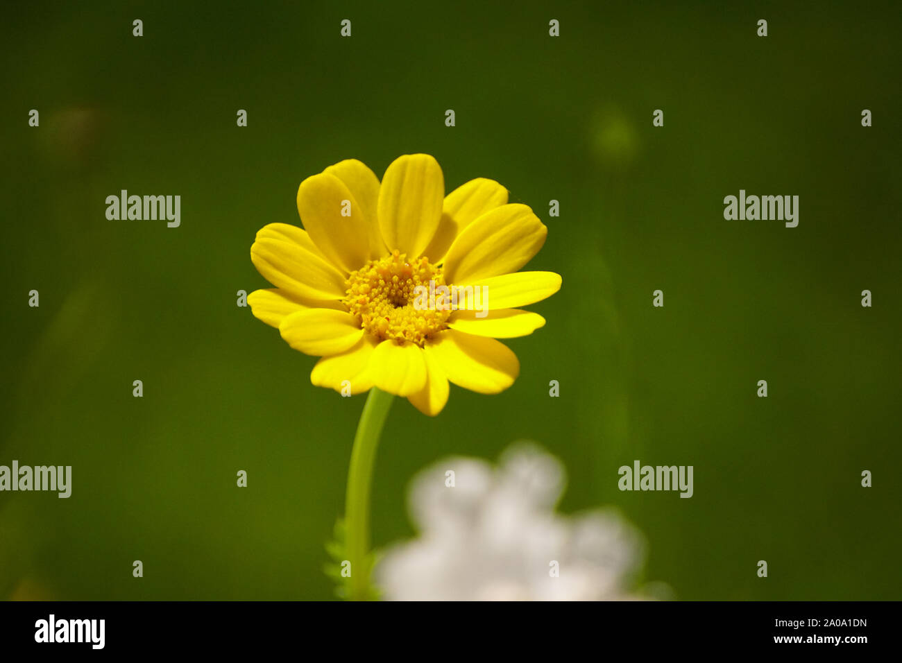 Colourful Wildflower, Colourful Wildflower, Green Background, Yellow Daisy, Yellow Flower, Euryops Pectinatus Stock Photo