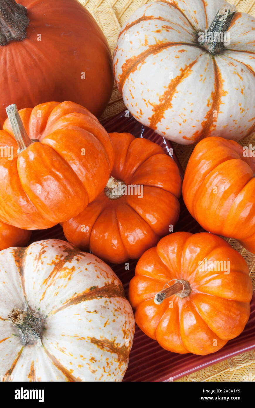 Directly above shot of an assortment of miniature whole pumpkins. Some are traditionally orange colored and some are white with stripes. Stock Photo