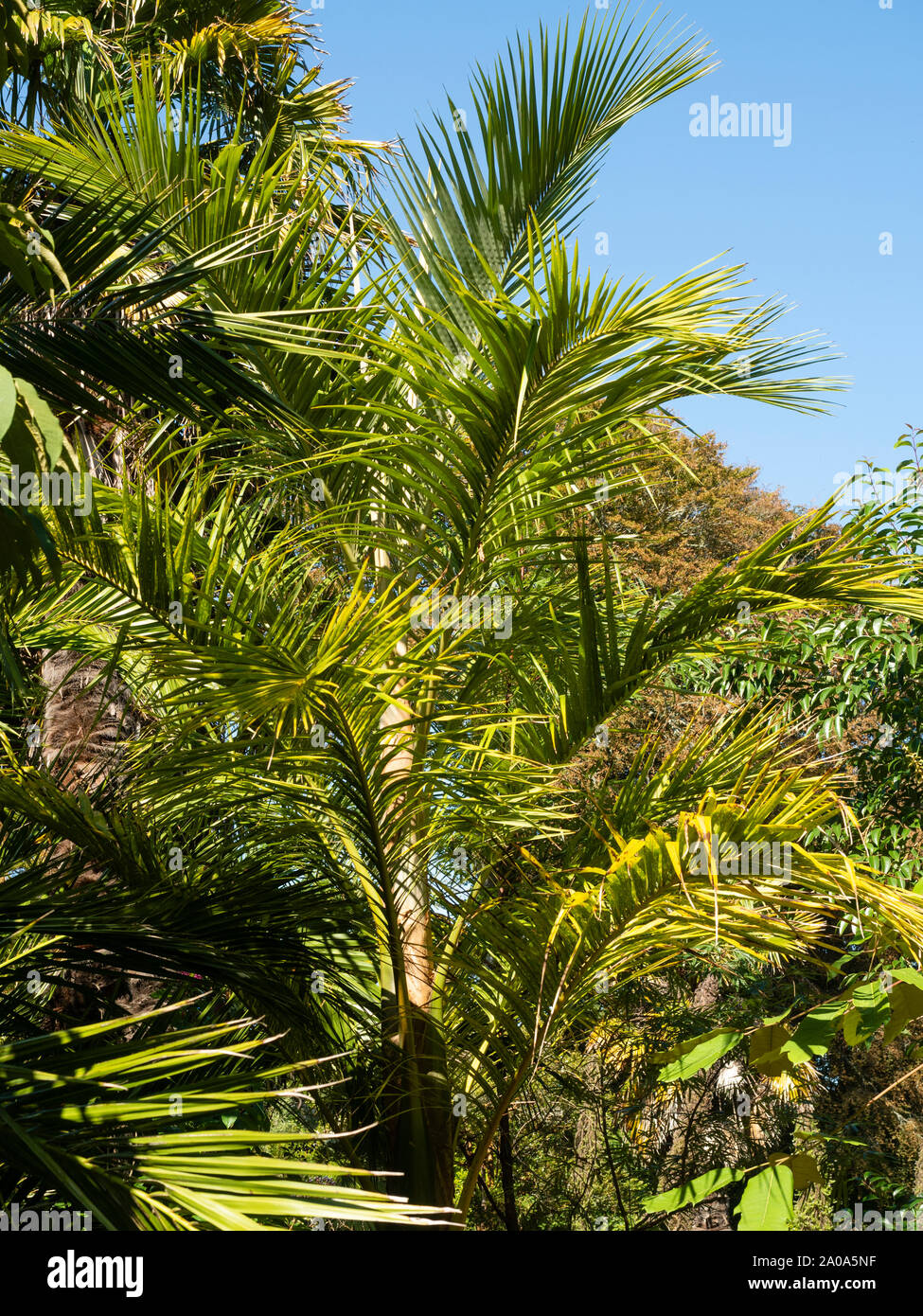 Juania australis, a rare, half hardy feather palm from the Juan Fernandez Islands off the coast of Chile Stock Photo