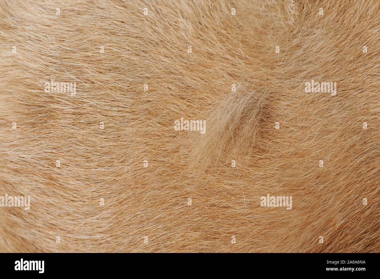 Losing dog hair theme close up view on fur background Stock Photo